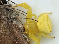 Thomisus spectabilis DSC09995 edit